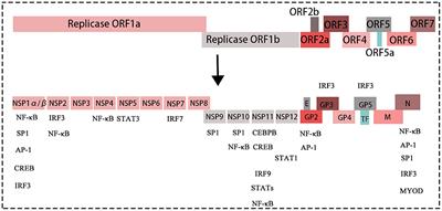 Role of transcription factors in porcine reproductive and respiratory syndrome virus infection: A review